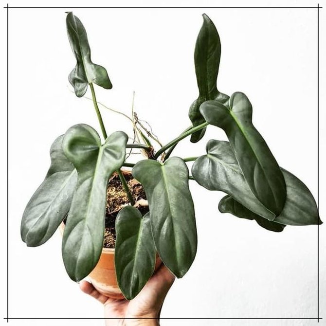 ilustrasi philodendron