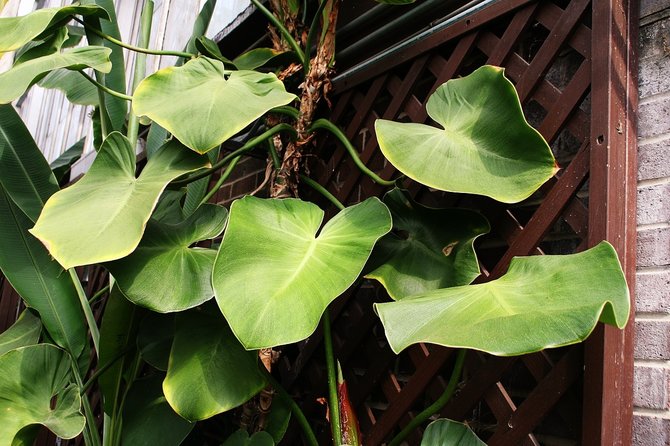 ilustrasi philodendron