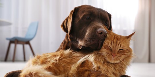 Dianggap Musuh Abadi, Nyatanya 5 Ras Kucing Ini Hidup Rukun Bersama Anjing