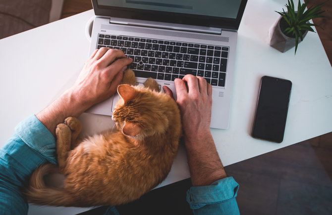 kerja terganggu gara gara laptop diduduki kucing ini 4 alasannya