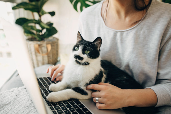 kerja terganggu gara gara laptop diduduki kucing ini 4 alasannya