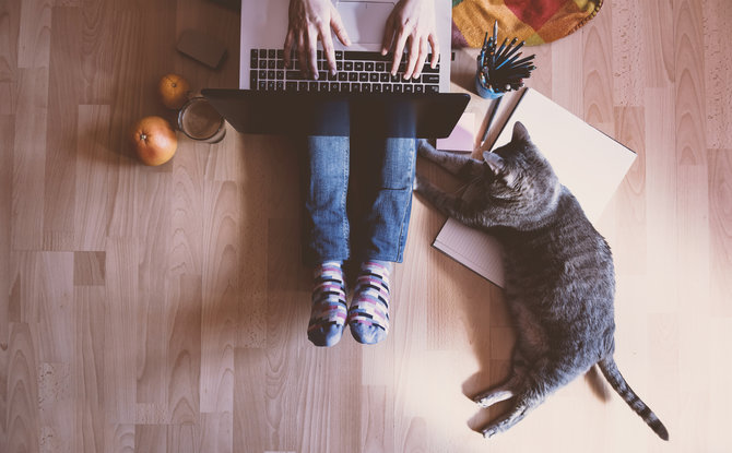 kerja terganggu gara gara laptop diduduki kucing ini 4 alasannya