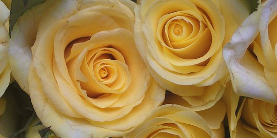 10 Jenis Bunga Mawar Terindah untuk Percantik Halaman Rumah, Miliki Salah Satunya