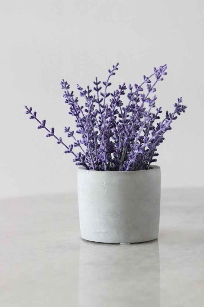 ilustrasi lavender
