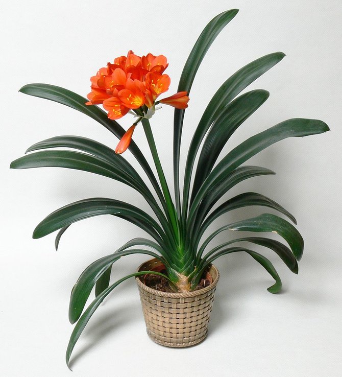 ilustrasi clivia