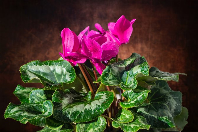 ilustrasi cyclamen