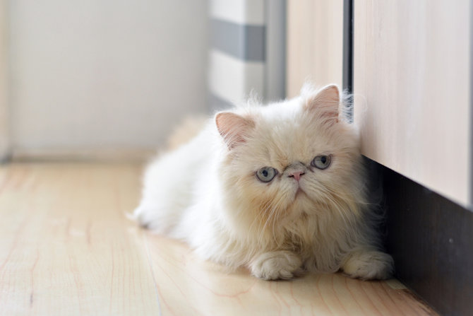 9 Penyebab Bulu Kucing Rontok dan Cara Mengatasi yang Tepat 
