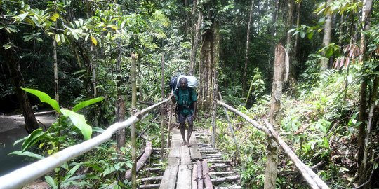 KPK Temukan Pelanggaran Izin Kelapa Sawit dan Deforestasi Hutan di Papua Barat