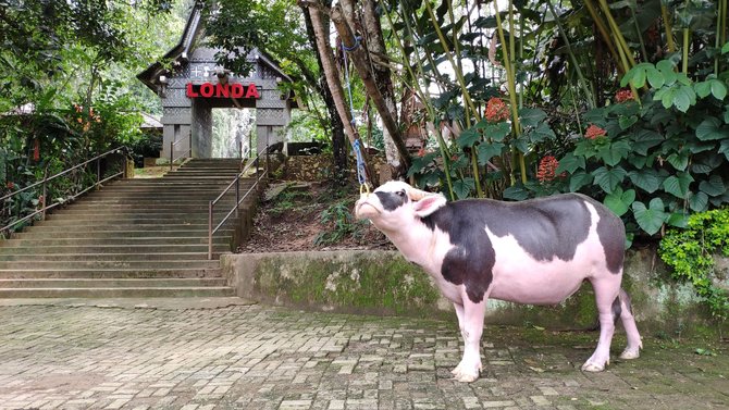 kuburan londa toraja keindahan alam berbalut tradisi leluhur
