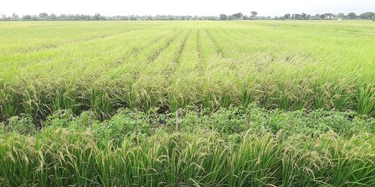 Indonesia Berpotensi Kehilangan Lahan Sawah 90 Ribu Hektare Per Tahun