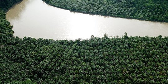 Guru Besar IPB Nilai Pemerintah Perlu Segera Selesaikan Persoalan Klaim Kawasan Hutan