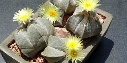 11 Jenis Kaktus Berbunga untuk Tanaman Hias Indoor