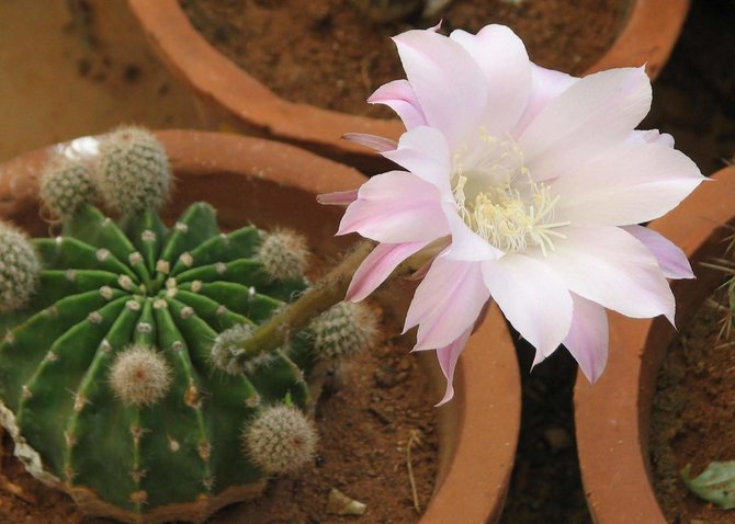 ilustrasi urchin cactus