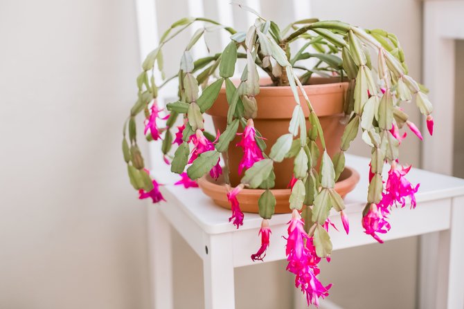 ilustrasi christmas cactus