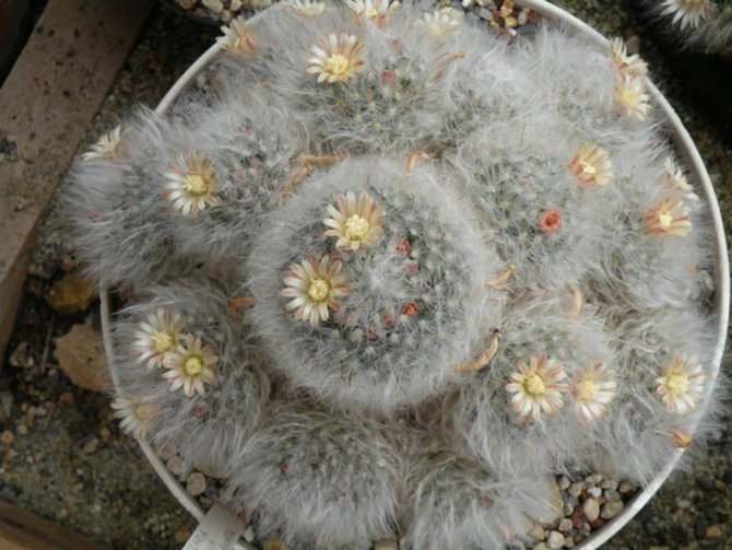 ilustrasi powder puff cactus