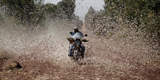 Serangan Jutaan Hama Belalang Gurun