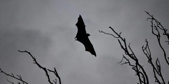 Jalan Masih Panjang untuk Ungkap Misteri Asal-Usul Virus Corona