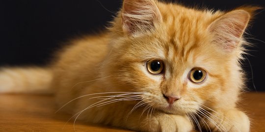 8 Perbedaan Kucing Persia dan Anggora yang Mencolok, Jangan Sampai Keliru