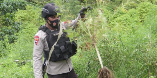 Polisi Temukan 2 Ha Ladang Ganja dan Senjata Rakitan di Seluma