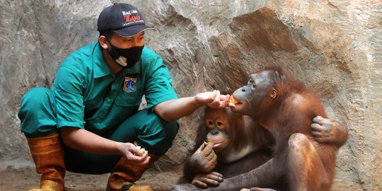 Tingkah Lucu Orangutan dan Gajah di Ragunan Kala Pandemi