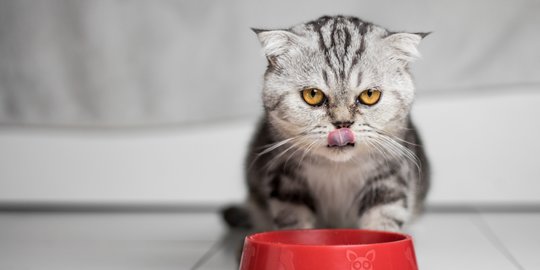 Tips Ampuh Hentikan Kebiasaan Kucing Makan Selotip