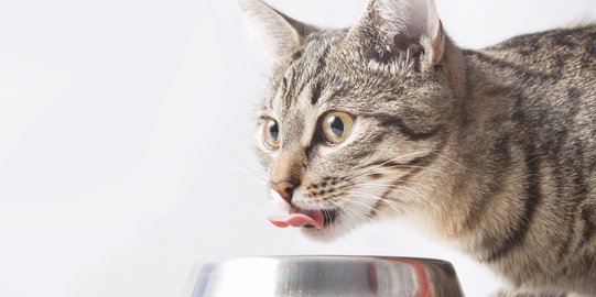 Punya Kuman Terbanyak di Rumah, Ini Pentingnya Rutin Cuci Mangkuk