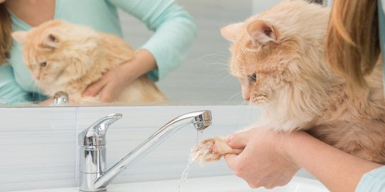 Bebas Drama, Ini Alasan Wastafel Jadi Tempat Mandi Terbaik Bagi Kucing