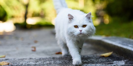 Tips Tepat Rawat Bulu Indah Si Kucing Persia  merdeka.com