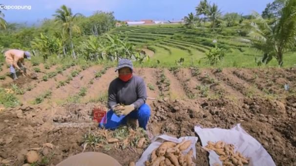 petani ubi madu asal magelang