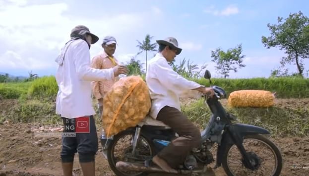 petani ubi madu asal magelang