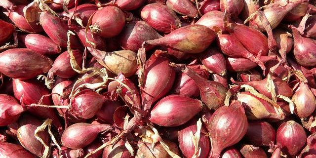 10 Khasiat Bawang Dayak bagi Tubuh, Bantu Obati Flu hingga Cegah Diabetes