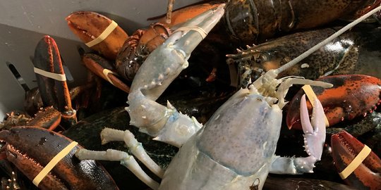 Penampakan Lobster Albino Langka