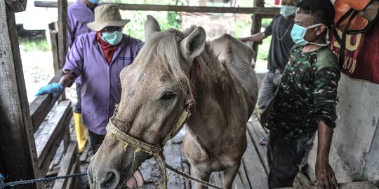 Pemeriksaan Kesehatan Kuda Delman di Masa Pandemi