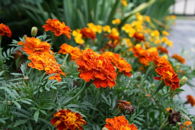 ilustrasi marigold