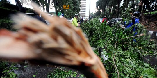 Hujan Semalam Tiga Pohon Tumbang Di Wilayah Jakarta Timur Merdeka Com