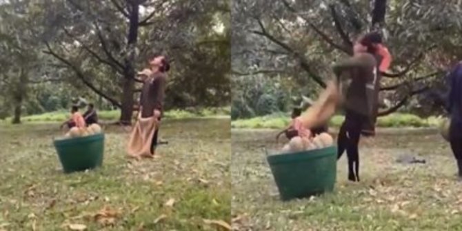 Viral Video Pria Menangkap Durian saat Dijatuhkan dari Pohon, Ngeri Banget Lihatnya