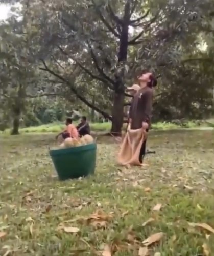 viral video pria menangkap durian saat dijatuhkan dari pohon