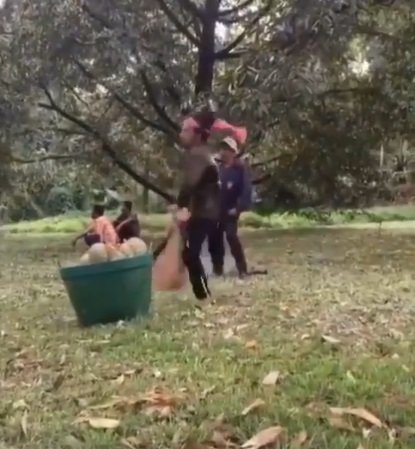 viral video pria menangkap durian saat dijatuhkan dari pohon