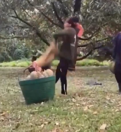 viral video pria menangkap durian saat dijatuhkan dari pohon