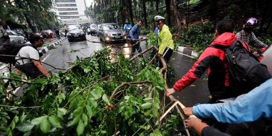 Akibat Hujan dan Angin Kencang, Banyak Pohon Tumbang di Wilayah Jakarta