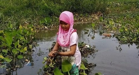 memilukan bocah cilik ini jadi petani genjer cari uang demi biayai hidup amp ibu