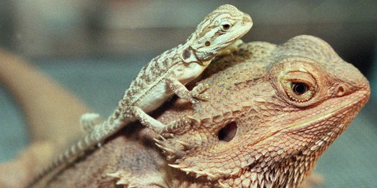 Ciri-ciri Reptilia beserta Keunikannya, Ketahui Macam Klasifikasinya