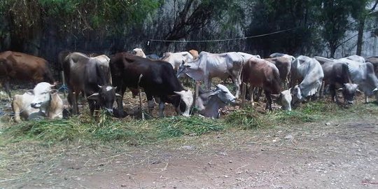 Sebanyak 50 Sapi di Mukomuko Mati Akibat Penyakit Jembrana