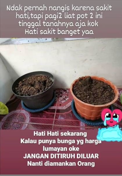 curhatan korban pencurian tanaman hias di kediri