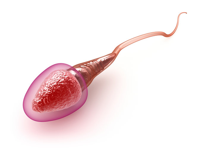 Fungsi dari testis pada alat reproduksi pria adalah ….