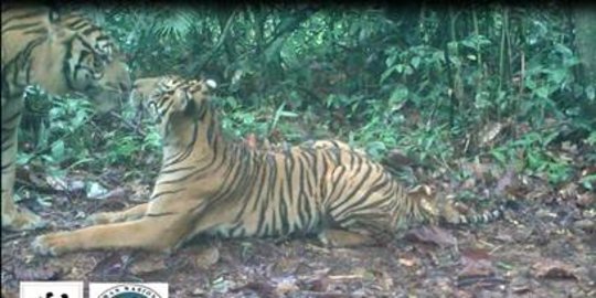 Niat Cari Sinyal di Gunung, Remaja Ini Malah Ketemu Harimau