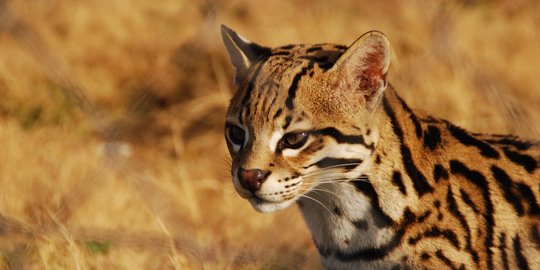 Unik dan Tangguh, Ini 5 Kucing Hutan Asli Benua Afrika