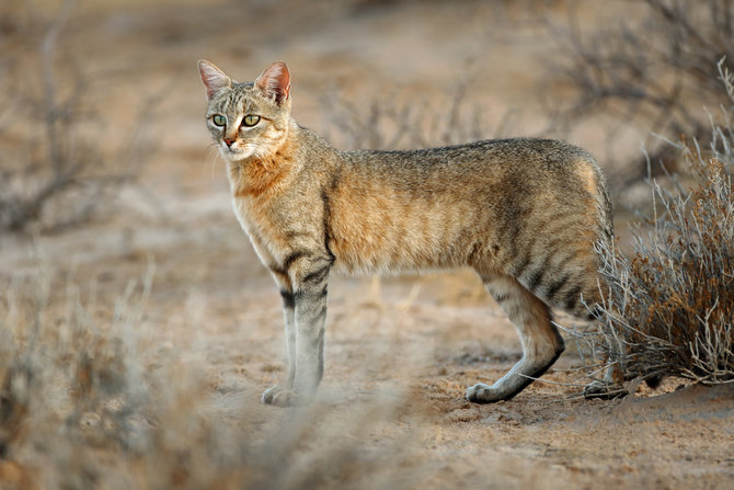 Unik dan Tangguh, Ini 5 Kucing Hutan Asli Benua Afrika  merdeka.com