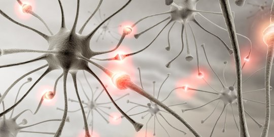 ketahui fungsi sel saraf bagi tubuh manusia berikut penjelasan lengkapnya