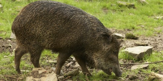 Babi Hutan Masuk Kampung di Garut, 3 Warga Luka Diseruduk